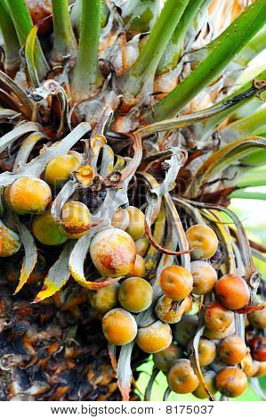 ปิดค่าของผลปาล์มทรี - Cycas circinalis