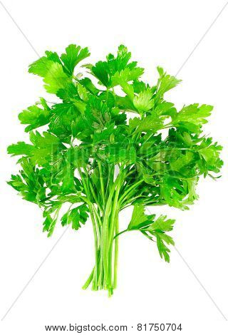 Fresh Parsley On White Background. Isolated