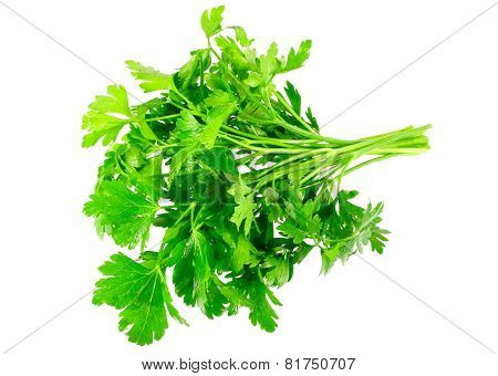 Fresh Parsley On White Background. Isolated