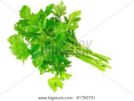 Fresh Parsley On White Background. Isolated