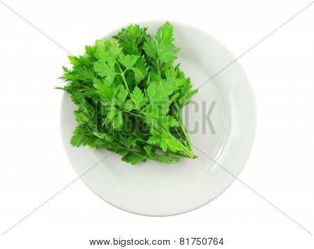 Fresh Parsley On White Background. Isolated