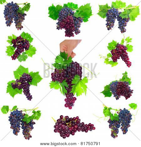 Collage Of  Grapes With Foliage. Isolated