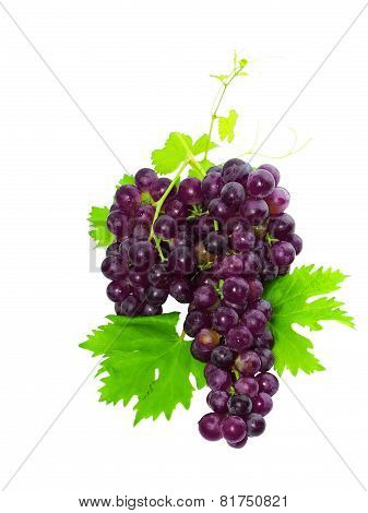 Branch Of Black Grapes With Green Leaf. Isolated