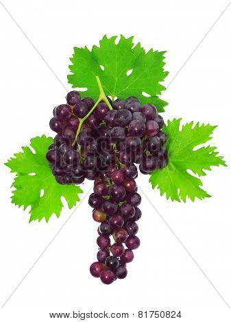Branch Of Black Grapes With Green Leaf. Isolated
