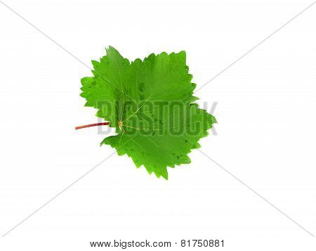 Grapes Green Leaf . Isoalted