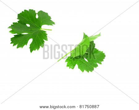 Grapes Green Leaf . Isoalted