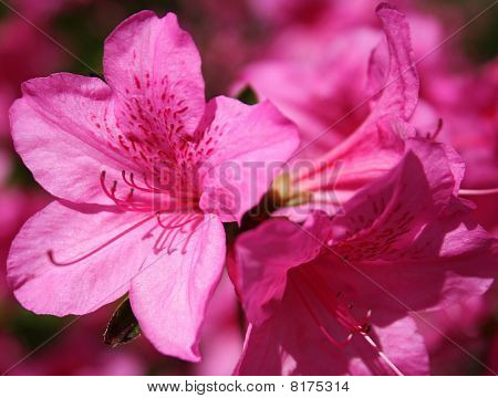 Flores cor de rosa