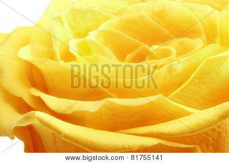 Beautiful Yellow Rose Flower. ?loseup. Isolated.