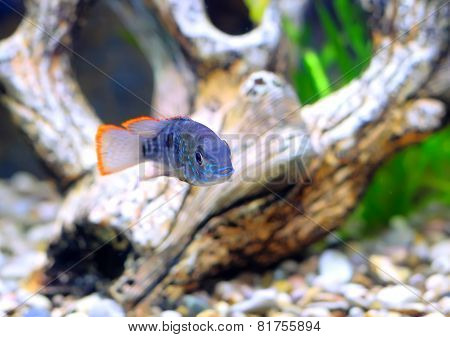 Aquarium Fish Dwarf Cichlid-apistogramma Nijsseni.