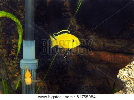 Aquarium Fish- Cichlid Hummingbird Yellow.