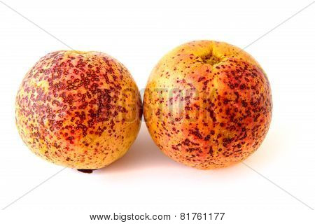 Two ripe guava fruits
