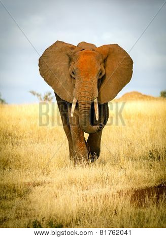 Red Elephant Approaching