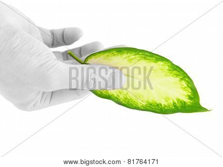 Green Leaf In Black-white Hand.isolated