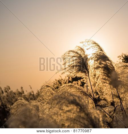 Miscanthus In Sunset