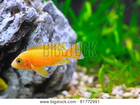 Aquarium Fish Dwarf Cichlid-aulonocara.