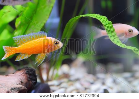 Aquarium Fish Dwarf Cichlid-aulonocara.
