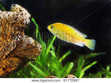 Aquarium Fish Dwarf Cichlid-aulonocara.
