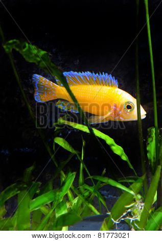 Aquarium Fish Dwarf Cichlid-aulonocara.
