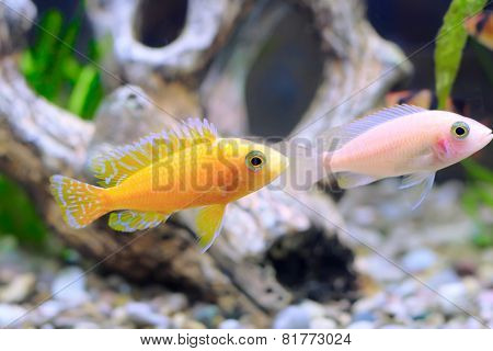 Aquarium Fish Dwarf Cichlid-aulonocara.