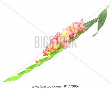 Pink Gladiolus . Isolated On White.