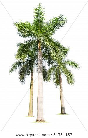 Three Palm Trees Isolated