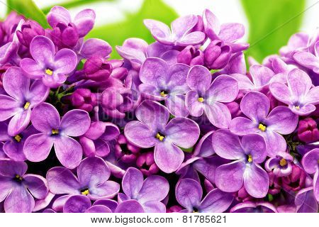 Beautiful Bunch Of Lilac Close-up