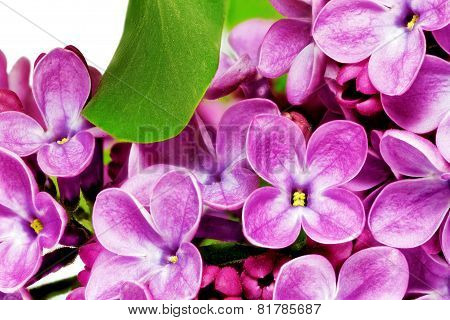 Beautiful Bunch Of Lilac Close-up