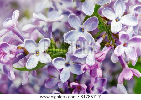 Beautiful Bunch Of Lilac Close-up