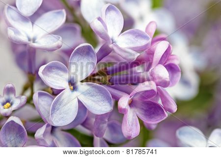 Beautiful Bunch Of Lilac Close-up