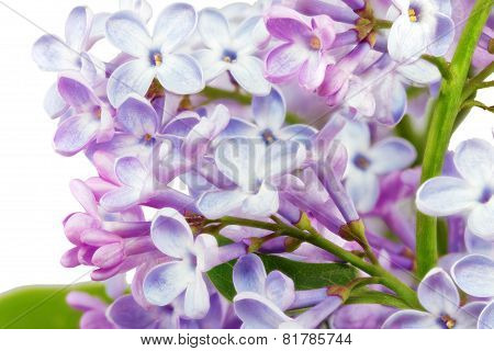 Beautiful Bunch Of Lilac Close-up