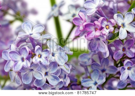 Beautiful Bunch Of Lilac Close-up