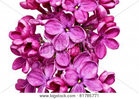 Lilac.