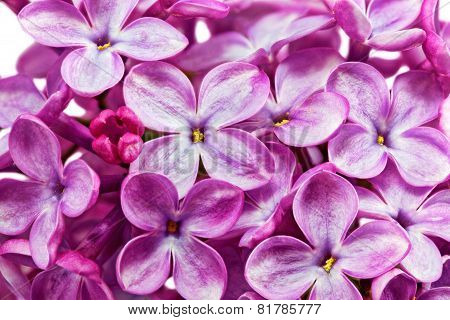 Lilac.