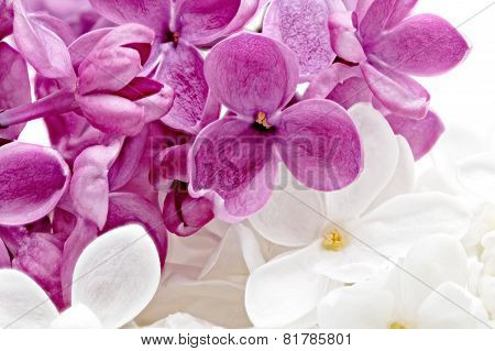 Beautiful Bunch Of Violet And White Lilac