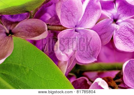 Lilac.