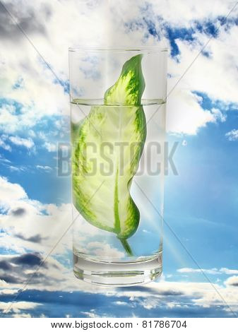Ecology -green Leaf In Glass Of Water.