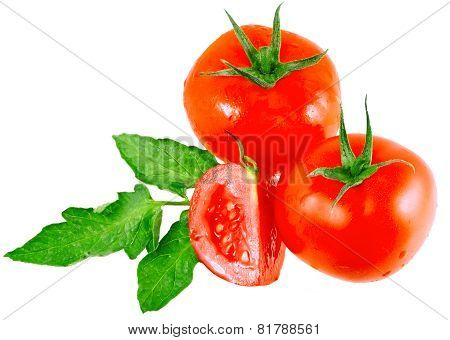 Lush Tomatos With Green Leafs. Isolated