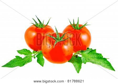 Lush Tomatos With Green Leafs. Isolated