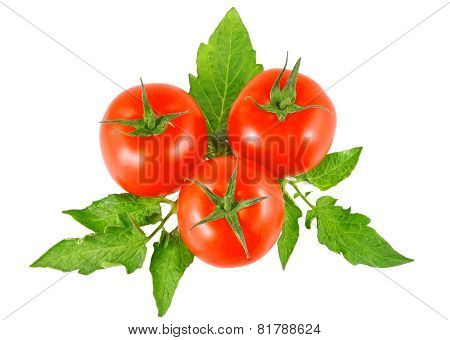 Lush Tomatos With Green Leafs. Isolated