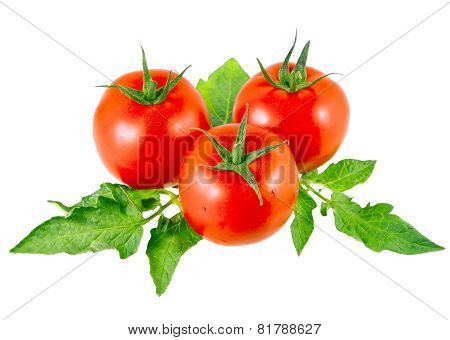 Lush Tomatos With Green Leafs. Isolated