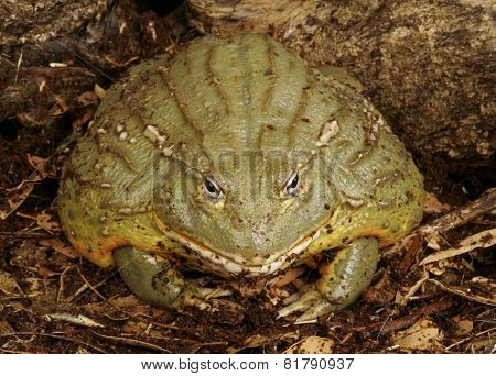 Pixie Frog
