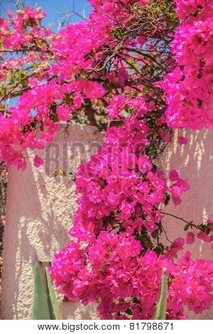Beautiful bougainvillea on old traditional White House in Santorini, Greece