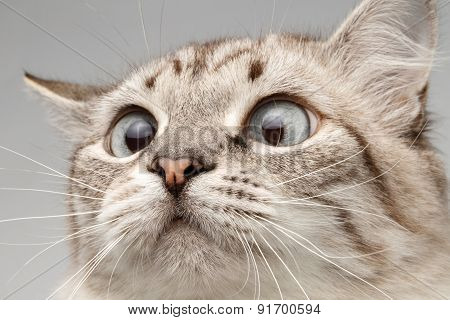 Closeup Cat With Round Eyes Curiosity Looking On His Nose