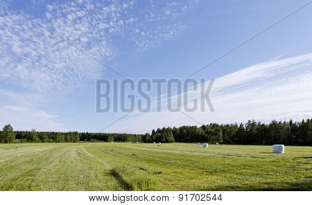 White balls of silage on a meadow.