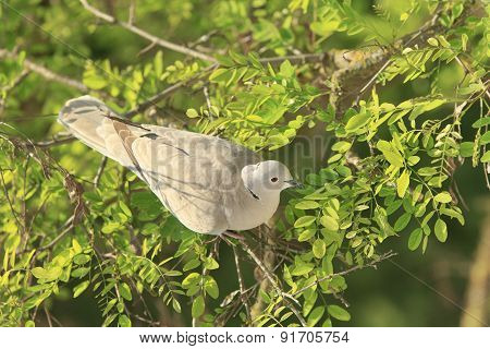 Dove Among The Branches