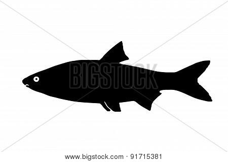 Silhouette Of The Fish Sneep