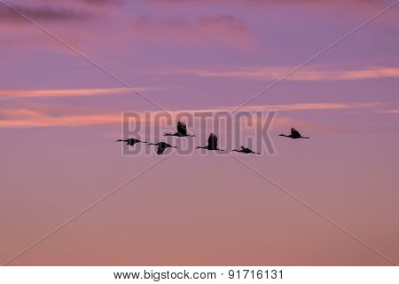 Flying Sandhill Cranes at Sunrise