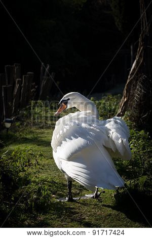 Swan Turns The Neck