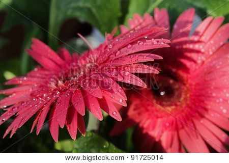Pink herberas with water drops