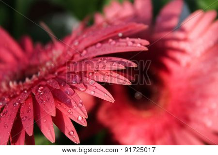 Pink herberas with water drops